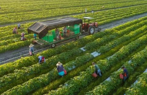 Labor-Intensive Industries: Meaning, Types, Importance, and Modern Trends facts